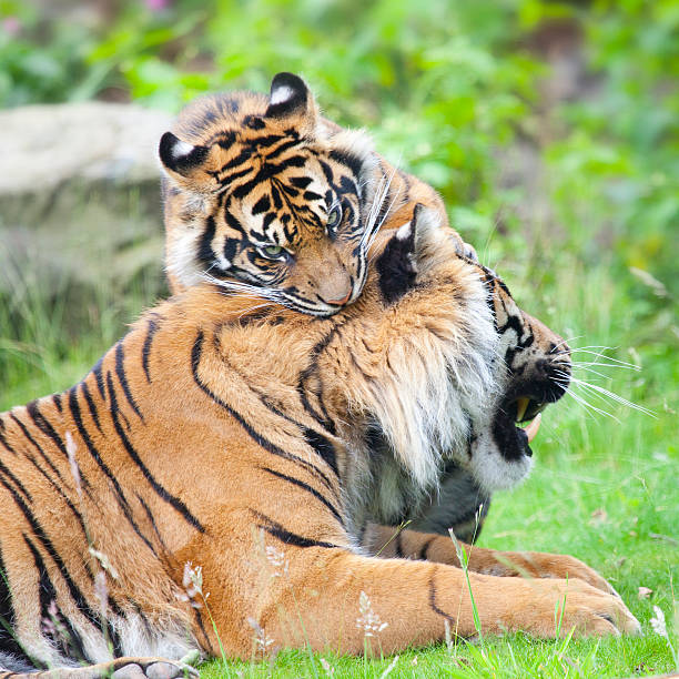 istock two tigers together, cuddling and playing 508511182