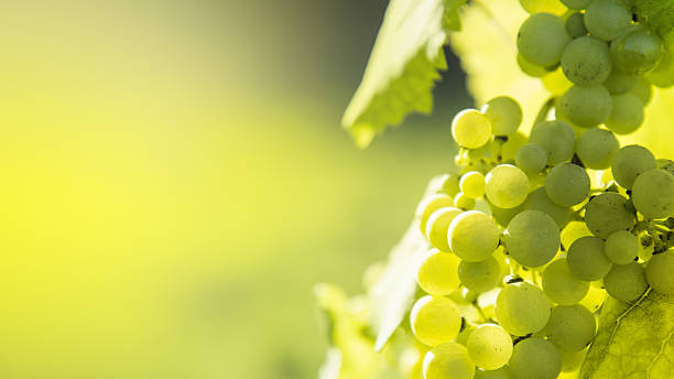 White grapes background stock photo