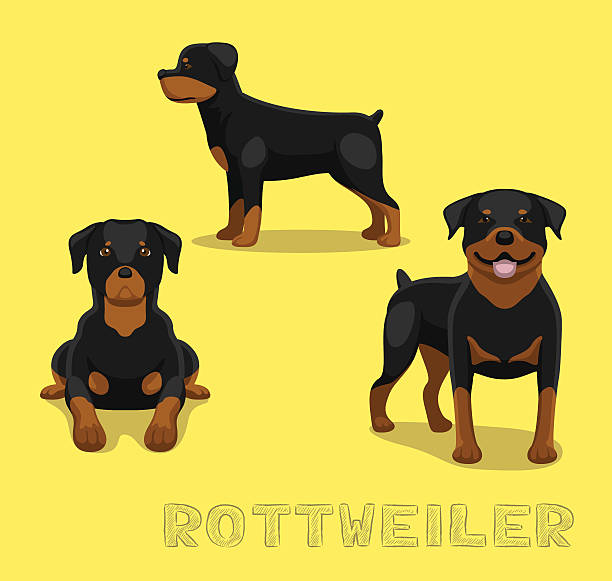 ilustraciones, imágenes clip art, dibujos animados e iconos de stock de perro de historieta rottweiler ilustración de vectores - rottweiler