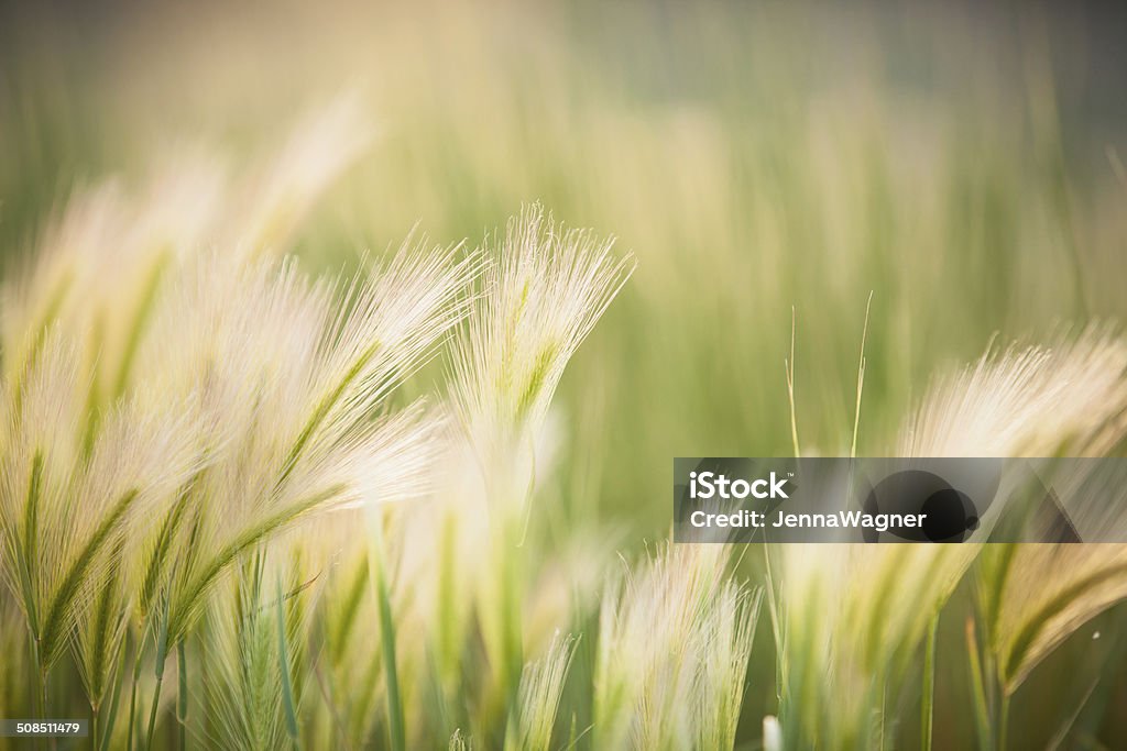 Послать травы - Стоковые фото Ветер роялти-фри