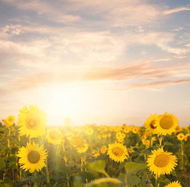 istock Field of sunflowers. 508511489