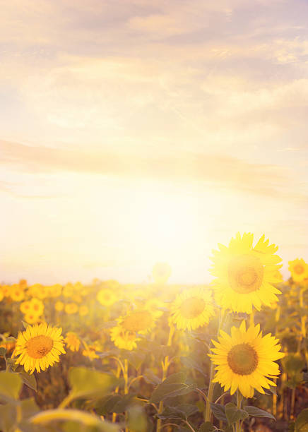 istock Field of sunflowers. 508511491