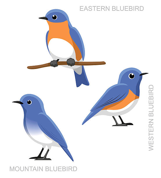 синяя птица набор птиц, векторный рисунок мультяшный - mountain bluebird bird bluebird blue stock illustrations