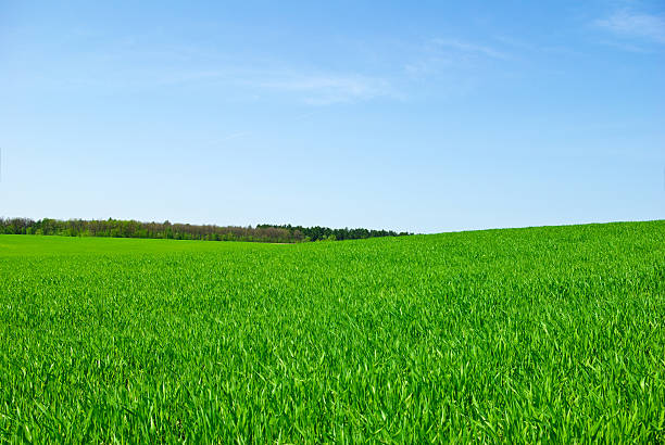 istock Green field,forest against the pure blue sky 508511919