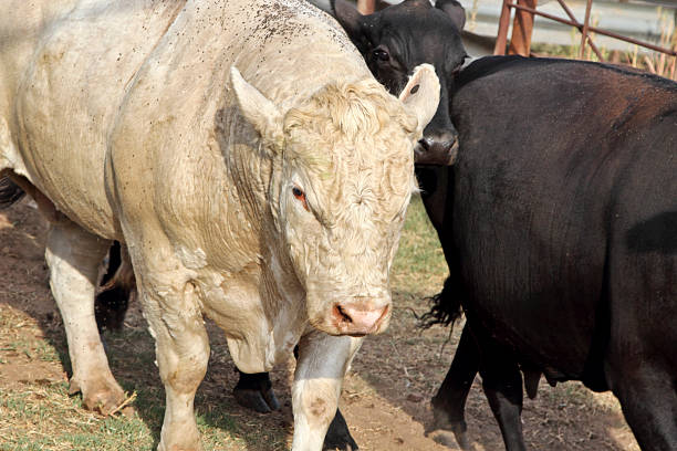istock Agriculture: Young Charlois bull in a corral with cows 508512334