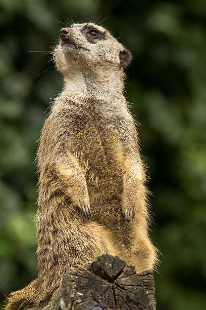 istock Suricata Suricatta Meerkat Close Up While Looking Out 508512998