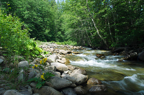 istock mountain river. Beauty wild nature landscape 508513123