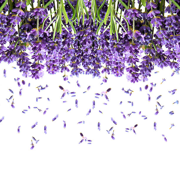 istock lavender flowers isolated on white. floral background 508514095