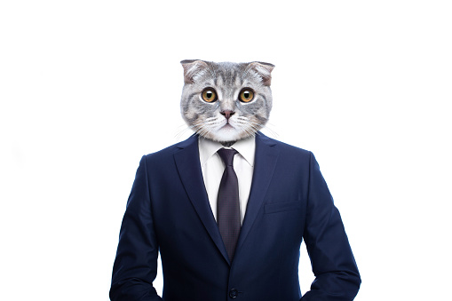 Scottish fold cat in a suit businessman on isolated on white