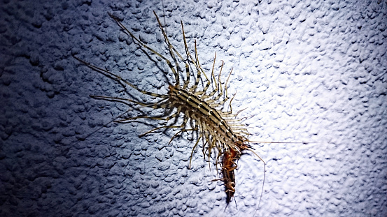 Scutigera coleoptrata also called a House Centipede