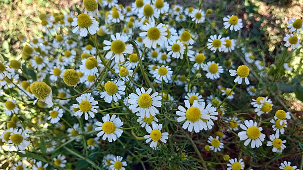 カモミール - anthemis cotula ストックフォトと画像