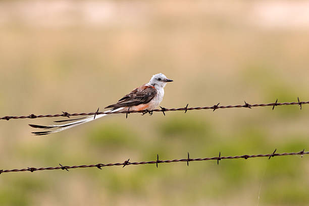 istock Hunting scissor-tailed flycatcher 508514903