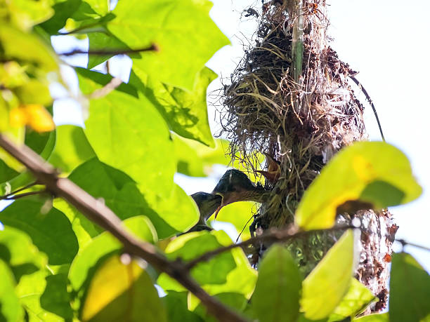 istock Female Olive-backed sunbird feeding her child 508515136