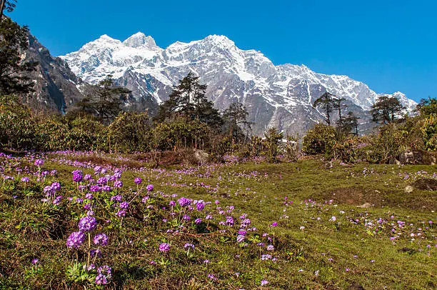 Purple flowers on meadow in thangu valley ,north sikkim.