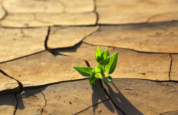 растение через сухой потрескавшейся почвы все - global warming cracked dirt earth стоковые фото и изображения