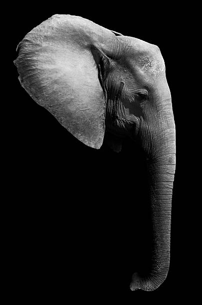 istock Elephant head in black and white 508515881