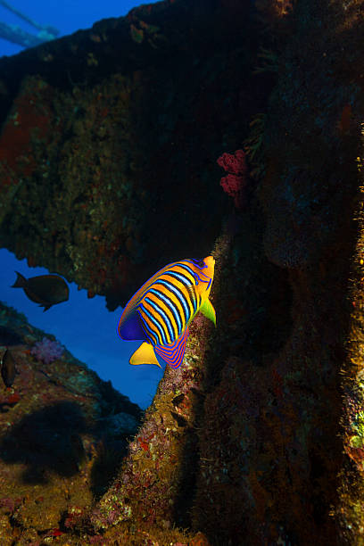 naufrágio mergulho autônomo-peixe borboleta real - beauty in nature coral angelfish fish - fotografias e filmes do acervo
