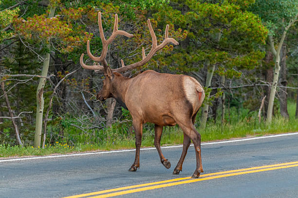 istock Elk near the road 508516399