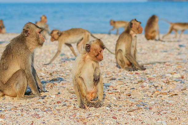 istock Monkey on the shore 508516790