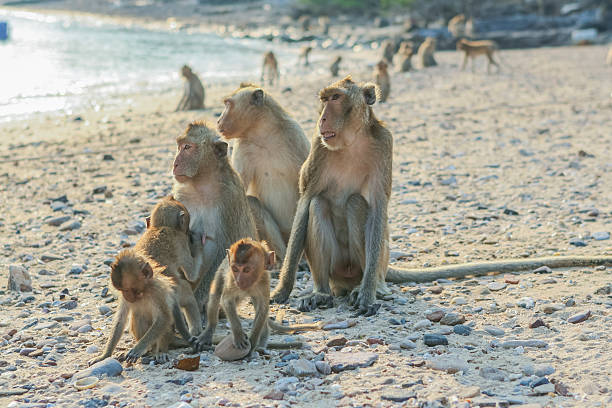 istock Monkey's family on the shore 508516814