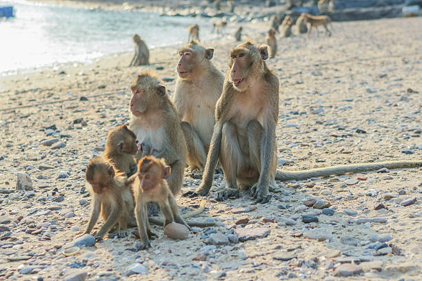 istock Monkey's family on the shore 508516822