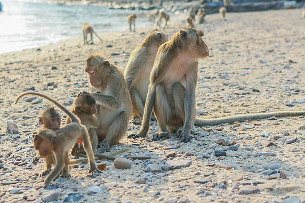 istock Monkey's family on the shore 508516840