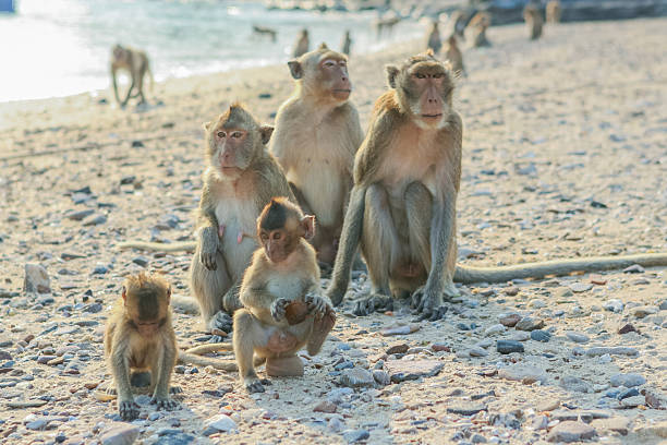 istock Monkey's family on the shore 508516914
