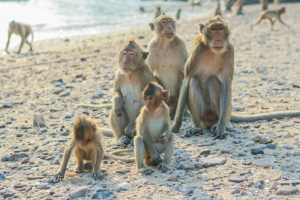 istock Monkey's family on the shore 508516920