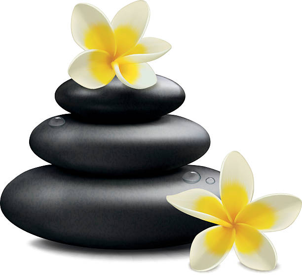 ilustraciones, imágenes clip art, dibujos animados e iconos de stock de plumeria flores y piedra zen - flower single flower spa white