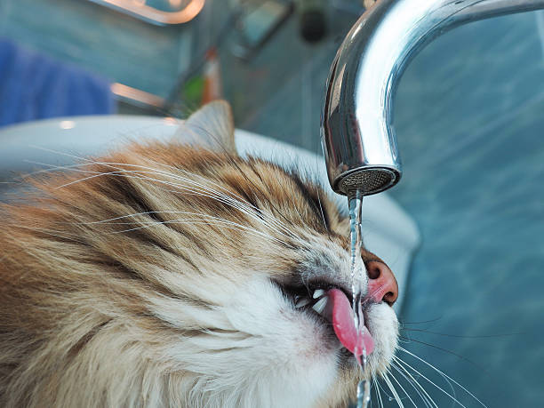 istock Funny cat with fangs drinking water in the bathroom 508517094