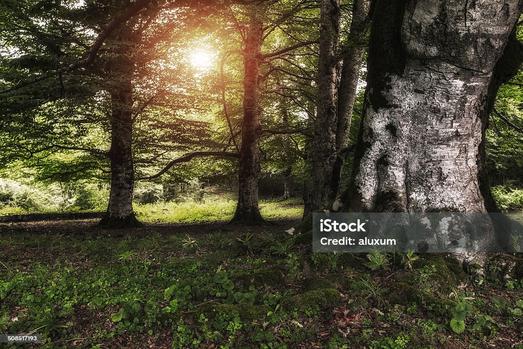 Forest Beautiful forest Beauty Stock Photo