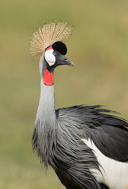 istock Grey Crowned Crane in Amboseli, Kenya 508517518