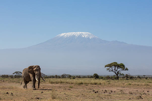 istock Bull Elephant with Kilimanjaro in background, Amboseli, Kenya 508517718