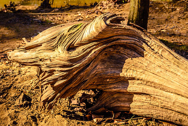 Driftwood lying on the forest bed of Eno Driftwood lying on the forest bed of Eno River State Park in Durham, North Carolina. The Park is one of the best recreation and preservation areas of the city, just about 10 miles north of Duke University. Beautiful textures are developed in the driftwood after years of weathering by snow, rain, heat of the sun and other forces of nature. eno river stock pictures, royalty-free photos & images