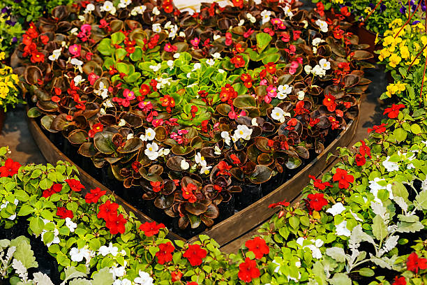 kolorowe kwiaty - wystawa ogrodnicza zdjęcia i obrazy z banku zdjęć