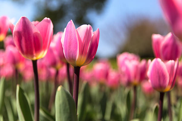 Tulips in The Sunshine Pink Color Tulips park leaf flower head saturated color stock pictures, royalty-free photos & images