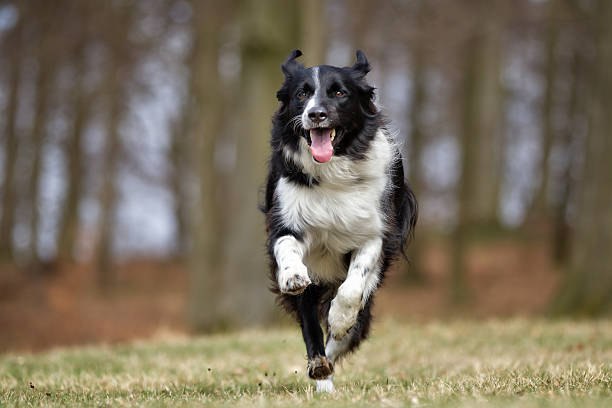 istock Border collie dog outdoors in nature 508520560