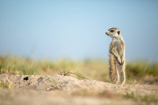 istock Meerkat in the open veld 508520826