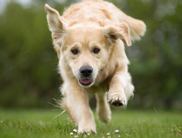 istock Golden Retriever dog running outdoors in nature 508521056