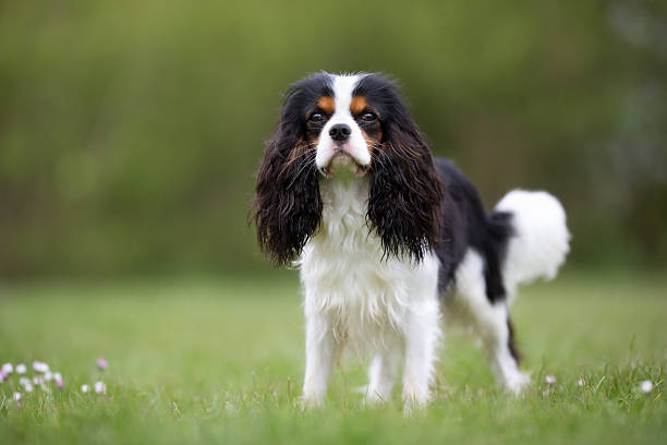 istock Cavalier King Charles Spaniel dog outdoors in nature 508521122