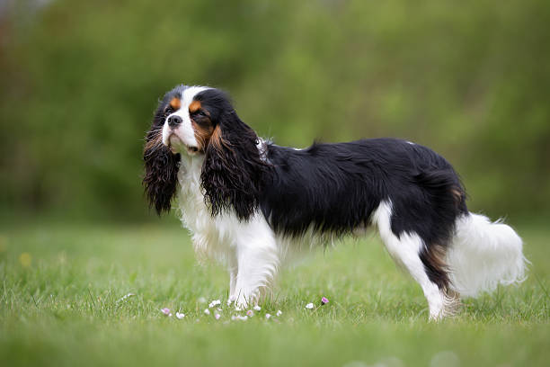istock Cavalier King Charles Spaniel dog outdoors in nature 508521150