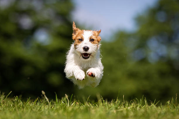 istock Happy and smiling Jack Russell Terrier dog running 508521428