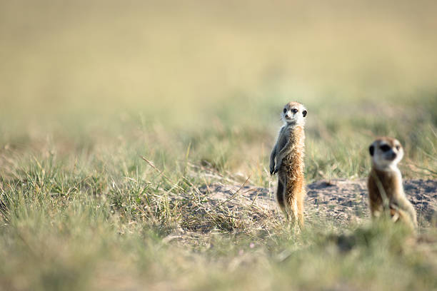 istock Meerkat in the open veld 508521670