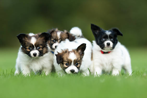 istock Four young papillon dog puppies 508521682