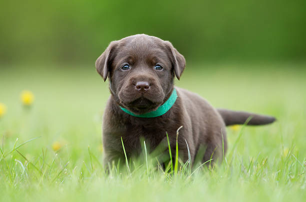 istock Brown labrador retriever puppy 508521786