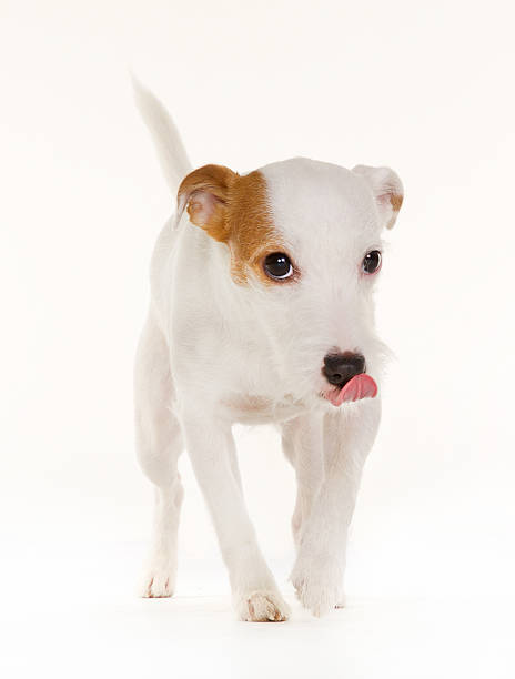 istock Danish Swedish Farmdog 508521816
