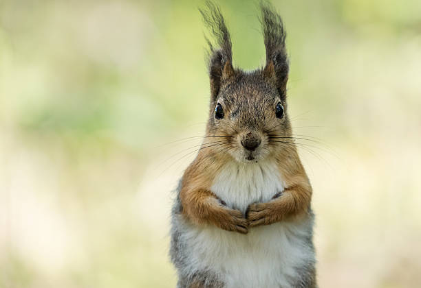 Red squirrel watching at you stock photo