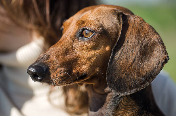 istock Dachshund in bright grass in sunlit 508522818