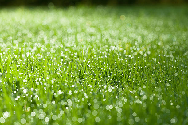 istock Closeup of green wet grass 508522884