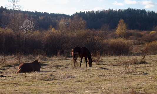 Two brown horses are walking in the field, one is eating grass, the second is lying on the ground.